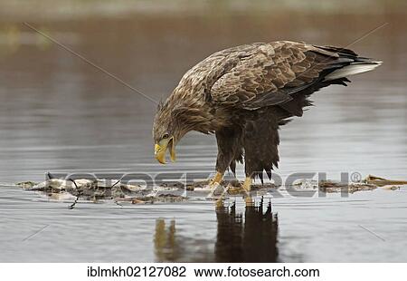 Stock Image - White-tailed Eagle or Sea Eagle (Haliaeetus albicilla), Feldberger Seen, lakes, Mecklenburg-Western Pomerania, Germany, Europe. Fotosearch