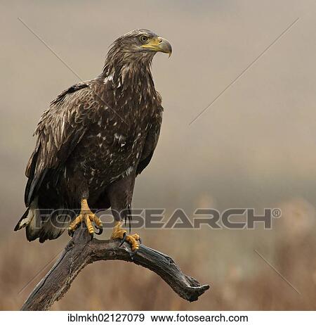 White-tailed Eagle or Sea Eagle (Haliaeetus albicilla), Feldberger Seen, lakes, Mecklenburg-Western Pomerania, Germany, Europe View Large Photo Image Stock Photo - White-tailed Eagle or Sea Eagle (Haliaeetus albicilla), Feldberger Seen, lakes, Mecklenburg-Western Pomerania, Germany, Europe. Fotosearch
