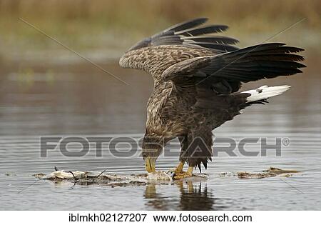 Stock Photo - White-tailed Eagle or Sea Eagle (Haliaeetus albicilla), Feldberger Seen, lakes, Mecklenburg-Western Pomerania, Germany, Europe. Fotosearch