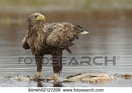 Stock Photo - White-tailed Eagle or Sea Eagle (Haliaeetus albicilla), Feldberger Seen, lakes, Mecklenburg-Western Pomerania, Germany, Europe. Fotosearch