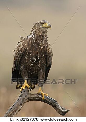Stock Photograph - White-tailed Eagle or Sea Eagle (Haliaeetus albicilla), Feldberger Seen, lakes, Mecklenburg-Western Pomerania, Germany, Europe. Fotosearch