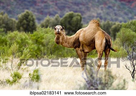 Stock Image - Wild dromedary (Camelus dromedarius), Northern Territory, Australia, Oceania. Fotosearch