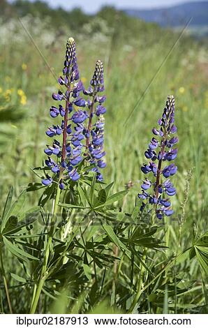 Wild lupine (Lupinus angustifolius), meadow on Waitzdorfer Hoehe, Saxon Switzerland, Saxony, Germany, Europe View Large Photo Image Stock Image - Wild lupine (Lupinus angustifolius), meadow on Waitzdorfer Hoehe, Saxon Switzerland, Saxony, Germany, Europe. Fotosearch