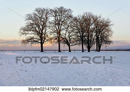 Willow trees in winter landscape at lake Chiemsee, Chiemgau, Upper Bavaria, Germany, Europe View Large Photo Image Stock Image - Willow trees in winter landscape at lake Chiemsee, Chiemgau, Upper Bavaria, Germany, Europe. Fotosearch