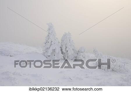 Stock Image - Winter landscape in the Harz, Brocken district, Saxony-Anhalt, Germany, Europe. Fotosearch