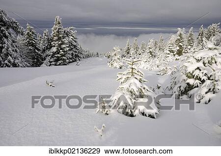 Stock Photo - Winter landscape in the Harz, Brocken district, Saxony-Anhalt, Germany, Europe. Fotosearch