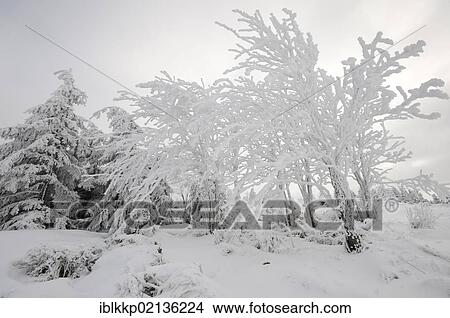 Winter landscape in the Harz, Saxony-Anhalt, Germany, Europe View Large Photo Image Picture - Winter landscape in the Harz, Saxony-Anhalt, Germany, Europe. Fotosearch