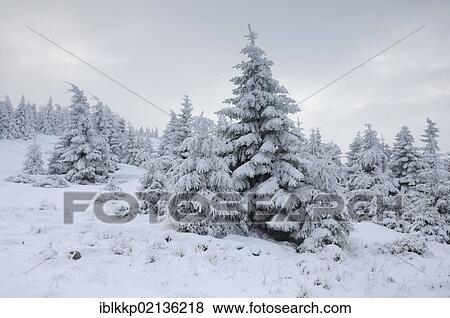 Winter landscape in the Harz, Saxony-Anhalt, Germany, Europe View Large Photo Image Stock Photo - Winter landscape in the Harz, Saxony-Anhalt, Germany, Europe. Fotosearch