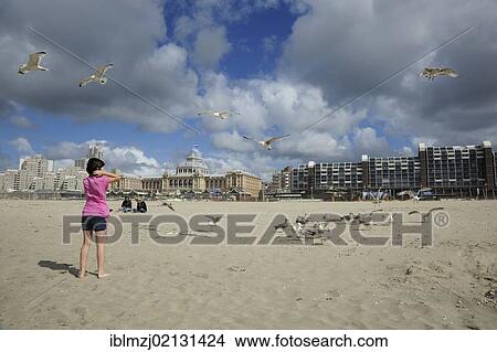 Woman and seagulls on the beach of Scheveningen, Den Haag, The Hague, Dutch North Sea coast, Holland, Netherlands, Benelux, Europe View Large Photo Image Picture - Woman and seagulls on the beach of Scheveningen, Den Haag, The Hague, Dutch North Sea coast, Holland, Netherlands, Benelux, Europe. Fotosearch