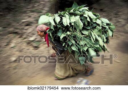 Woman laden with branches and leaves near Govindghat, Chamoli district, Uttarakhand, formerly Uttaranchal, Indian Himalayas, North India, India, Asia View Large Photo Image Picture - Woman laden with branches and leaves near Govindghat, Chamoli district, Uttarakhand, formerly Uttaranchal, Indian Himalayas, North India, India, Asia. Fotosearch