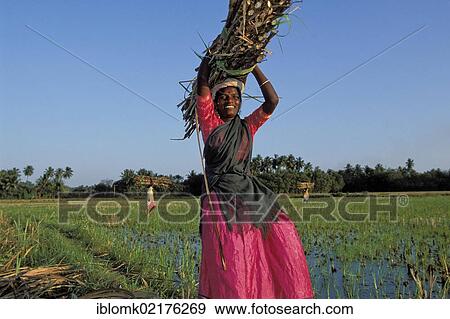 Woman, smiling, carrying bundles of sugarcane on her head, harvesting sugar cane, Swamimalai, Tamil Nadu, South India, India, Asia View Large Photo Image Stock Photo - Woman, smiling, carrying bundles of sugarcane on her head, harvesting sugar cane, Swamimalai, Tamil Nadu, South India, India, Asia. Fotosearch