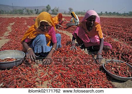 Women during the chili harvest, Madhya Pradesh, India, Asia View Large Photo Image Stock Image - Women during the chili harvest, Madhya Pradesh, India, Asia. Fotosearch