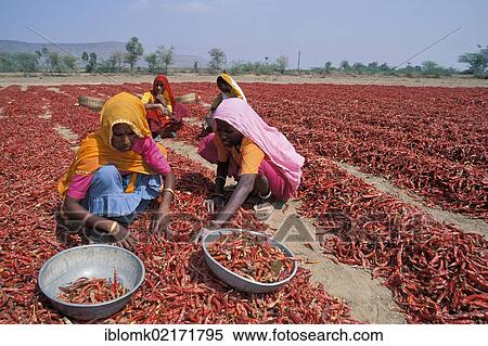 Stock Photography - Women during the chili harvest, Madhya Pradesh, India, Asia. Fotosearch