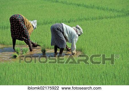 Women planting rice near Alappuzha or Alleppey, Kerala, South India, India, Asia View Large Photo Image Stock Image - Women planting rice near Alappuzha or Alleppey, Kerala, South India, India, Asia. Fotosearch