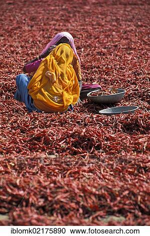 Stock Image - Women wearing colourful saris during the chili harvest, Madhya Pradesh, India, Asia. Fotosearch