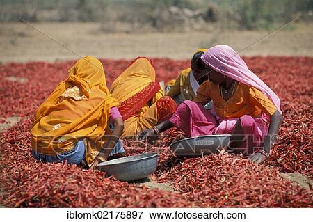 Women wearing colourful saris during the chili harvest, Madhya Pradesh, India, Asia View Large Photo Image Stock Photo - Women wearing colourful saris during the chili harvest, Madhya Pradesh, India, Asia. Fotosearch