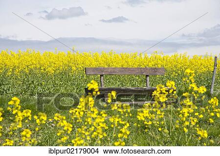 Picture - Wooden bench in a blooming canola field, Gossdorf, Saxon Switzerland, Saxony, Germany, Europe. Fotosearch