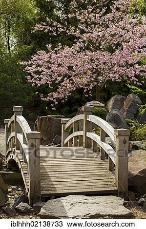 Wooden bridge in a garden, almond tree (Prunus dulcis), Erfurt, Thuringia, Germany, Europe View Large Photo Image Stock Image - Wooden bridge in a garden, almond tree (Prunus dulcis), Erfurt, Thuringia, Germany, Europe. Fotosearch