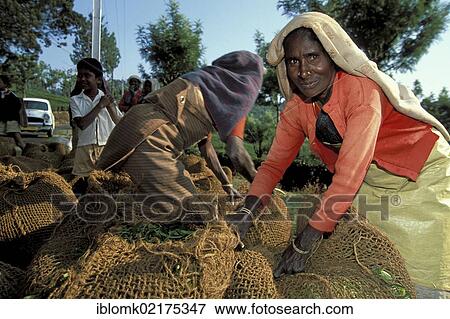Stock Photo - Workers packing tea, Munnar, Kerala, South India, India, Asia. Fotosearch