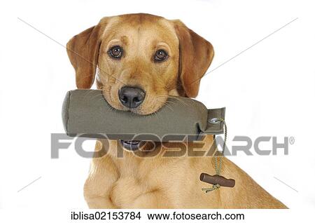 Yellow Labrador Retriever bitch holding a dummy View Large Photo Image Picture - Yellow Labrador Retriever bitch holding a dummy. Fotosearch
