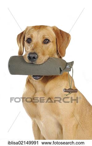 Yellow Labrador Retriever bitch holding an olive-coloured weighted bag View Large Photo Image Stock Image - Yellow Labrador Retriever bitch holding an olive-coloured weighted bag. Fotosearch