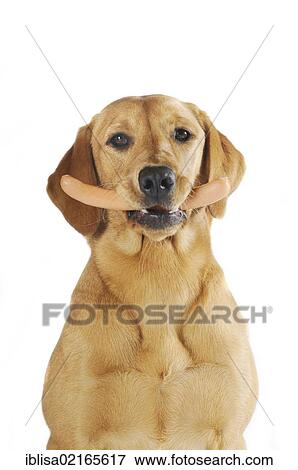 Yellow Labrador Retriever bitch holding a sausage in its mouth View Large Photo Image Stock Photo - Yellow Labrador Retriever bitch holding a sausage in its mouth. Fotosearch
