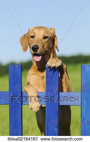 Stock Photo - Yellow Labrador Retriever bitch looking over a blue wooden fence. Fotosearch