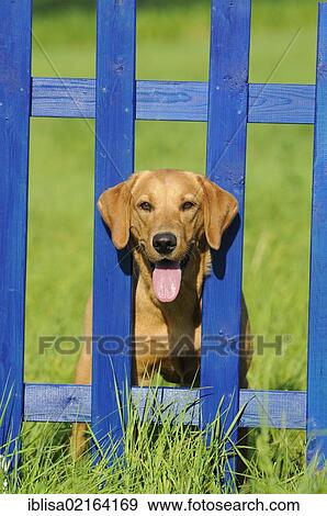 Stock Photo - Yellow Labrador Retriever bitch looking through the slats of a blue wooden fence. Fotosearch