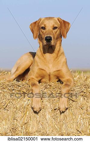 Stock Image - Yellow Labrador Retriever bitch lying on straw bales. Fotosearch