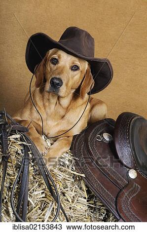 Yellow Labrador Retriever bitch lying on a bale of straw next to a saddle and wearing a cowboy hat View Large Photo Image Stock Image - Yellow Labrador Retriever bitch lying on a bale of straw next to a saddle and wearing a cowboy hat. Fotosearch