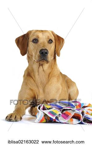 Yellow Labrador Retriever bitch lying down beside a striped beach towel View Large Photo Image Stock Image - Yellow Labrador Retriever bitch lying down beside a striped beach towel. Fotosearch