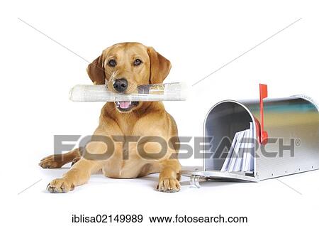 Stock Photo - Yellow Labrador Retriever bitch lying next to a mailbox with a newspaper in its mouth. Fotosearch