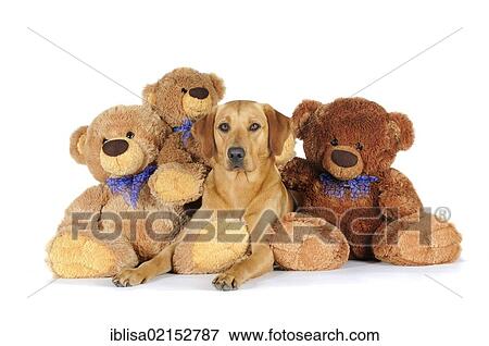 Stock Photo - Yellow Labrador Retriever bitch lying between 3 teddy bears. Fotosearch