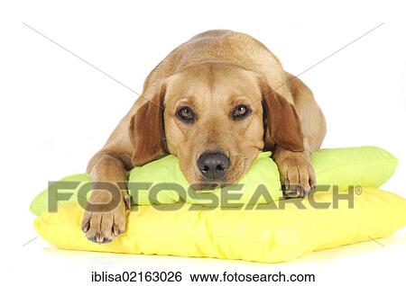 Stock Photograph - Yellow Labrador Retriever bitch lying on two pillows. Fotosearch