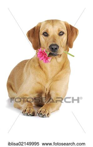 Yellow Labrador Retriever bitch lying with a pink flower, gerbera, in its mouth View Large Photo Image Stock Photography - Yellow Labrador Retriever bitch lying with a pink flower, gerbera, in its mouth. Fotosearch