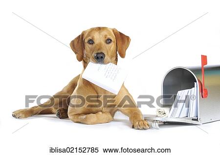 Yellow Labrador Retriever bitch lying next to a mailbox holding a letter in its mouth View Large Photo Image Stock Photography - Yellow Labrador Retriever bitch lying next to a mailbox holding a letter in its mouth. Fotosearch
