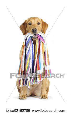 Yellow Labrador Retriever bitch sitting and holding a striped beach towel View Large Photo Image Stock Photograph - Yellow Labrador Retriever bitch sitting and holding a striped beach towel. Fotosearch