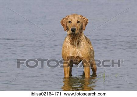 Stock Image - Yellow Labrador Retriever bitch standing in shallow water. Fotosearch