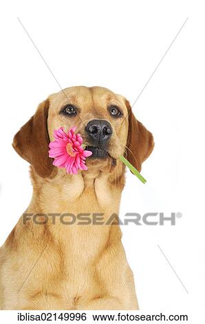 Stock Photograph - Yellow Labrador Retriever bitch, portrait, with a pink flower, gerbera, in its mouth. Fotosearch