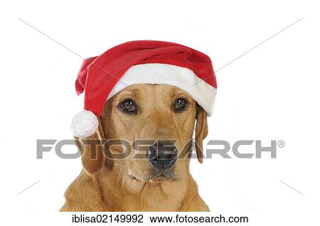 Stock Image - Yellow Labrador Retriever bitch wearing a Santa hat, portrait. Fotosearch