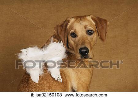 Stock Photo - Yellow Labrador Retriever bitch wearing angel wings. Fotosearch
