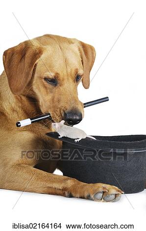 Picture - Yellow Labrador Retriever bitch with a magic wand in its mouth and a Fancy Mouse climbing out of a top hat. Fotosearch