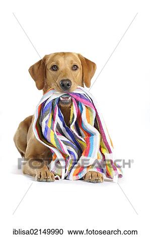 Yellow Labrador Retriever bitch with a striped beach towel in its mouth View Large Photo Image Stock Image - Yellow Labrador Retriever bitch with a striped beach towel in its mouth. Fotosearch