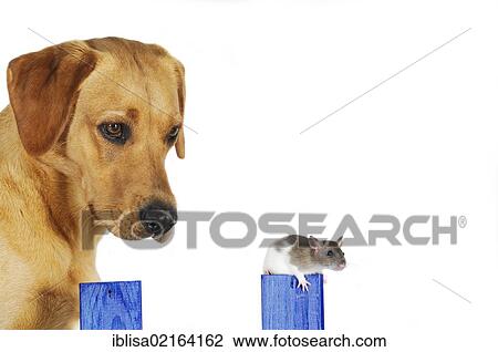 Yellow Labrador Retriever bitch with a spotted pet rat on a blue wooden fence View Large Photo Image Stock Image - Yellow Labrador Retriever bitch with a spotted pet rat on a blue wooden fence. Fotosearch