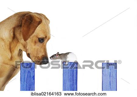 Stock Image - Yellow Labrador Retriever bitch with a spotted Fancy Rat on a blue wooden fence. Fotosearch