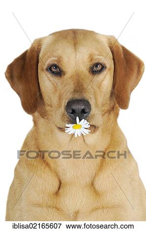 Stock Photo - Yellow Labrador Retriever bitch with a flower in its mouth. Fotosearch