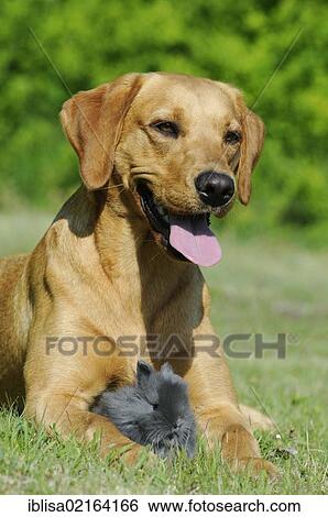 Yellow Labrador Retriever bitch with a grey rabbit View Large Photo Image Stock Photograph - Yellow Labrador Retriever bitch with a grey rabbit. Fotosearch