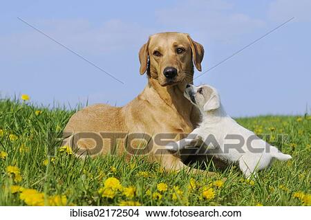 Yellow Labrador Retriever dog, bitch, lying on a dandelion meadow, playing with a Parson Russell Terrier puppy View Large Photo Image Picture - Yellow Labrador Retriever dog, bitch, lying on a dandelion meadow, playing with a Parson Russell Terrier puppy. Fotosearch