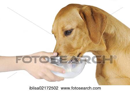 Yellow Labrador Retriever dog, bitch, licking milk from a glass bowl View Large Photo Image Stock Image - Yellow Labrador Retriever dog, bitch, licking milk from a glass bowl. Fotosearch