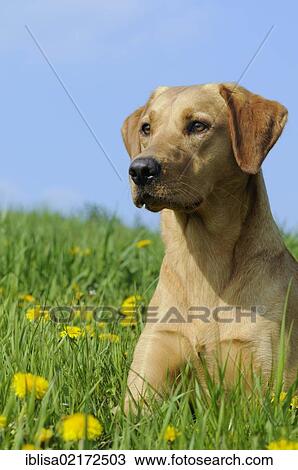 Yellow Labrador Retriever dog, bitch, lying on a dandelion meadow View Large Photo Image Stock Image - Yellow Labrador Retriever dog, bitch, lying on a dandelion meadow. Fotosearch